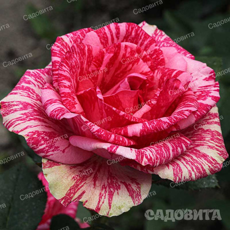 Роза чайно-гибридная Пинк Интуишн Садовита