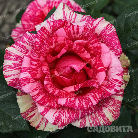 Роза чайно-гибридная Пинк Интуишн Садовита