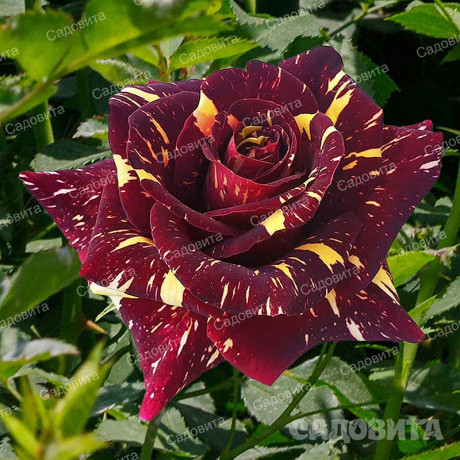 Роза плетистая Абракадабра плетистая Садовита