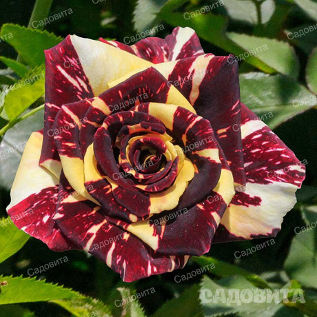 Роза плетистая Абракадабра плетистая Садовита