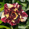 Роза плетистая Абракадабра плетистая Садовита