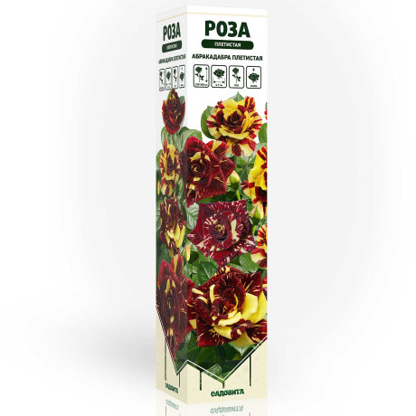 Роза плетистая Абракадабра плетистая Садовита