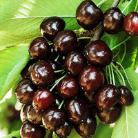 Черешня Мулатка Садовита