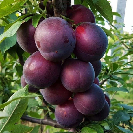 Абрикос Черный принц Садовита