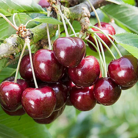 Черешня Овстуженка Садовита