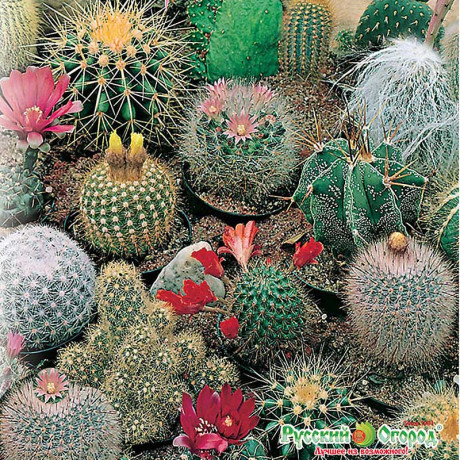 КОМ Кактус смесь Элита НК Ц