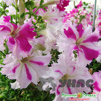 Петуния двуцветная Фриллитуния 10шт НК Ц