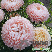 Астра Янина Сиел НК Ц