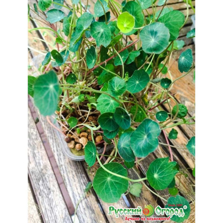 Микрозелень Настурция НК Ц