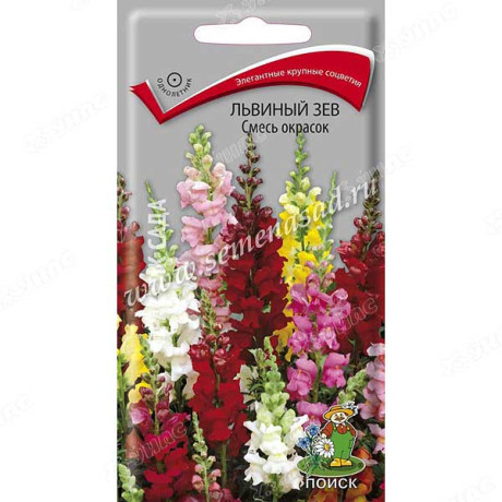 Львиный зев Смесь окрасок Поиск Ц