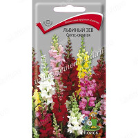 Львиный зев Смесь окрасок Поиск Ц