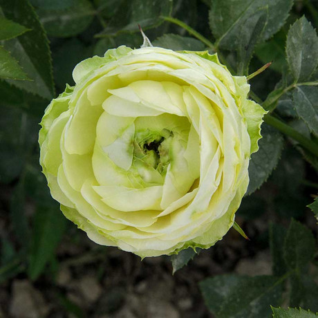 Роза спрей Принцесса Мидори Садовита