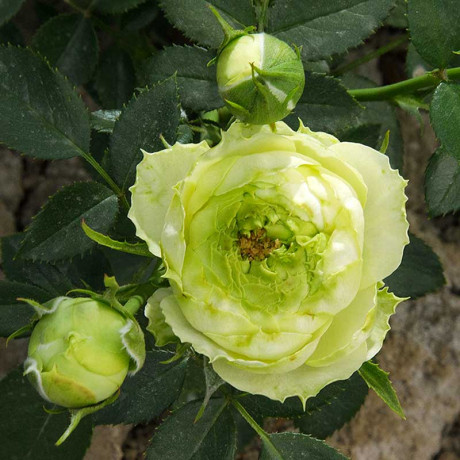 Роза спрей Принцесса Мидори Садовита