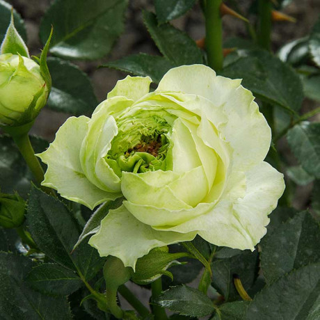 Роза спрей Принцесса Мидори Садовита