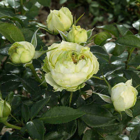 Роза спрей Принцесса Мидори Садовита