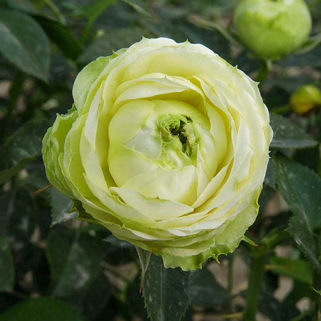 Роза спрей Принцесса Мидори Садовита