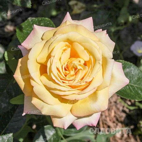 Роза чайно-гибридная Глория Дей Садовита