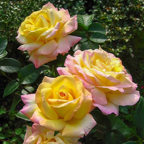 Роза чайно-гибридная Глория Дей Садовита