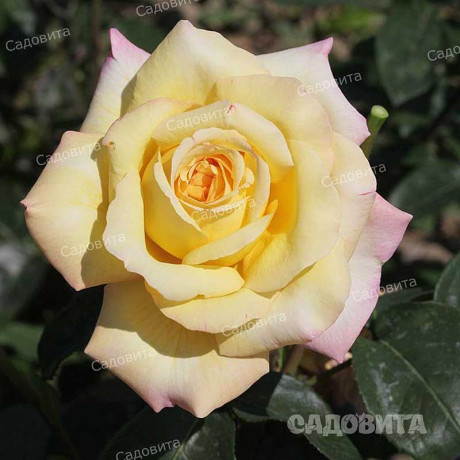 Роза чайно-гибридная Глория Дей Садовита