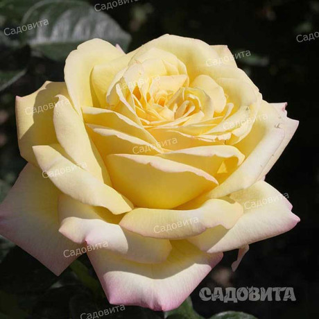 Роза чайно-гибридная Глория Дей Садовита