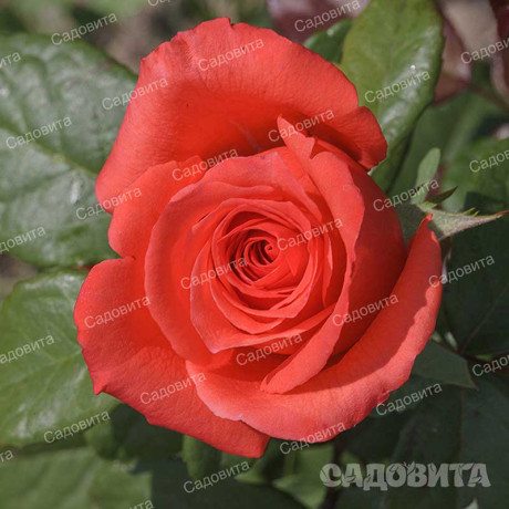 Роза чайно-гибридная Корвет Садовита