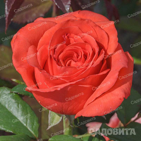 Роза чайно-гибридная Корвет Садовита