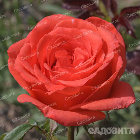 Роза чайно-гибридная Корвет Садовита