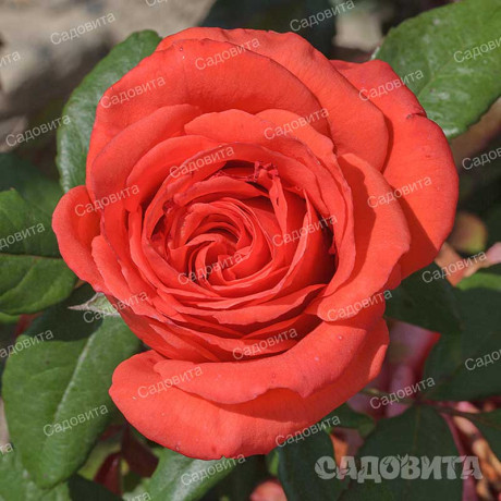 Роза чайно-гибридная Корвет Садовита