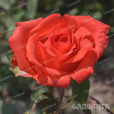 Роза чайно-гибридная Корвет Садовита