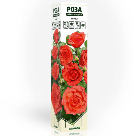 Роза чайно-гибридная Корвет Садовита