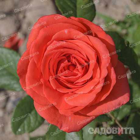 Роза чайно-гибридная Корвет Садовита