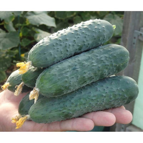 Огурец Северин 1000шт EZ