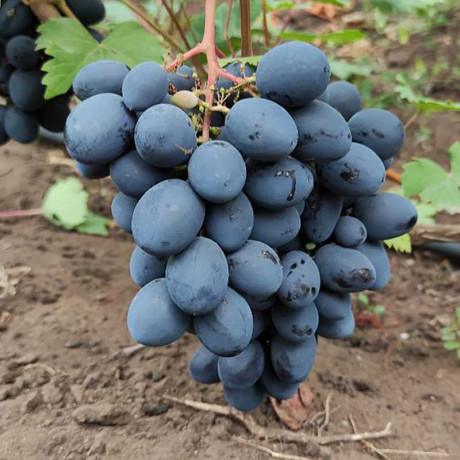 Виноград Ласточка Очень ранний Садовита