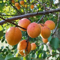 Абрикос Жердель Садовита