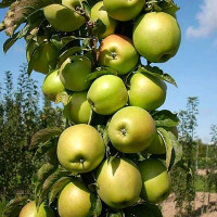Яблоня Зеленый шум колоновидная Садовита