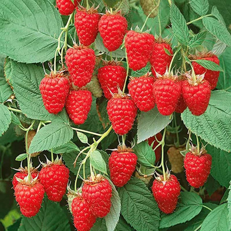 Малина Киржач Садовита