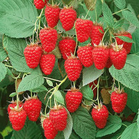 Малина Киржач Садовита