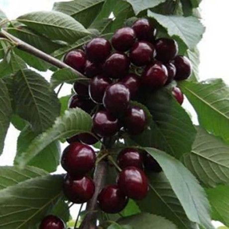 Черешня Ревна Садовита