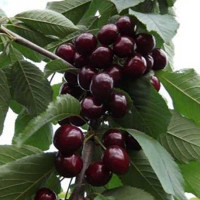 Черешня Ревна Садовита