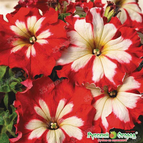 Петуния Экзотика Огненный Кан-кан 10шт НК Ц