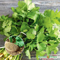 Кориандр Силач НК Ц