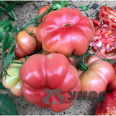 Семена Томат Розовый Марманде Семко