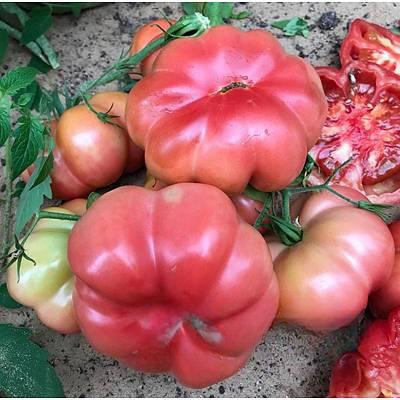 Семена Томат Розовый Марманде Семко
