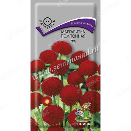 Маргаритка Ред помпонная Поиск Ц