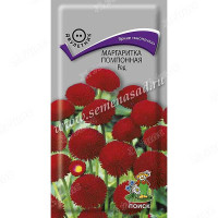 Маргаритка Ред помпонная Поиск Ц