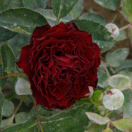 Роза спрей Рэд Сенсейшн Садовита