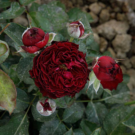 Роза спрей Рэд Сенсейшн Садовита