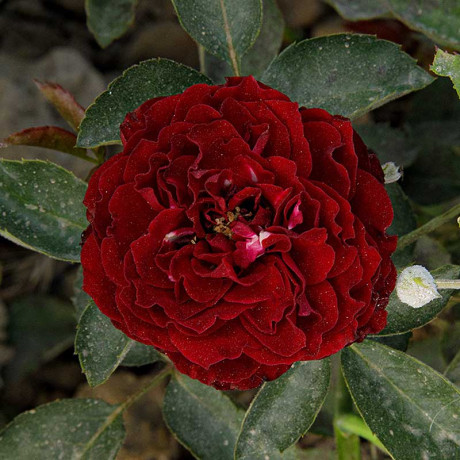 Роза спрей Рэд Сенсейшн Садовита