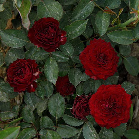 Роза спрей Рэд Сенсейшн Садовита