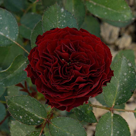 Роза спрей Рэд Сенсейшн Садовита